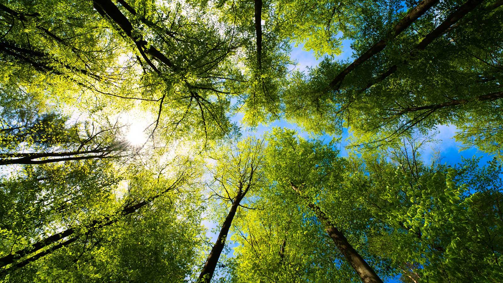 view up at the tree tops